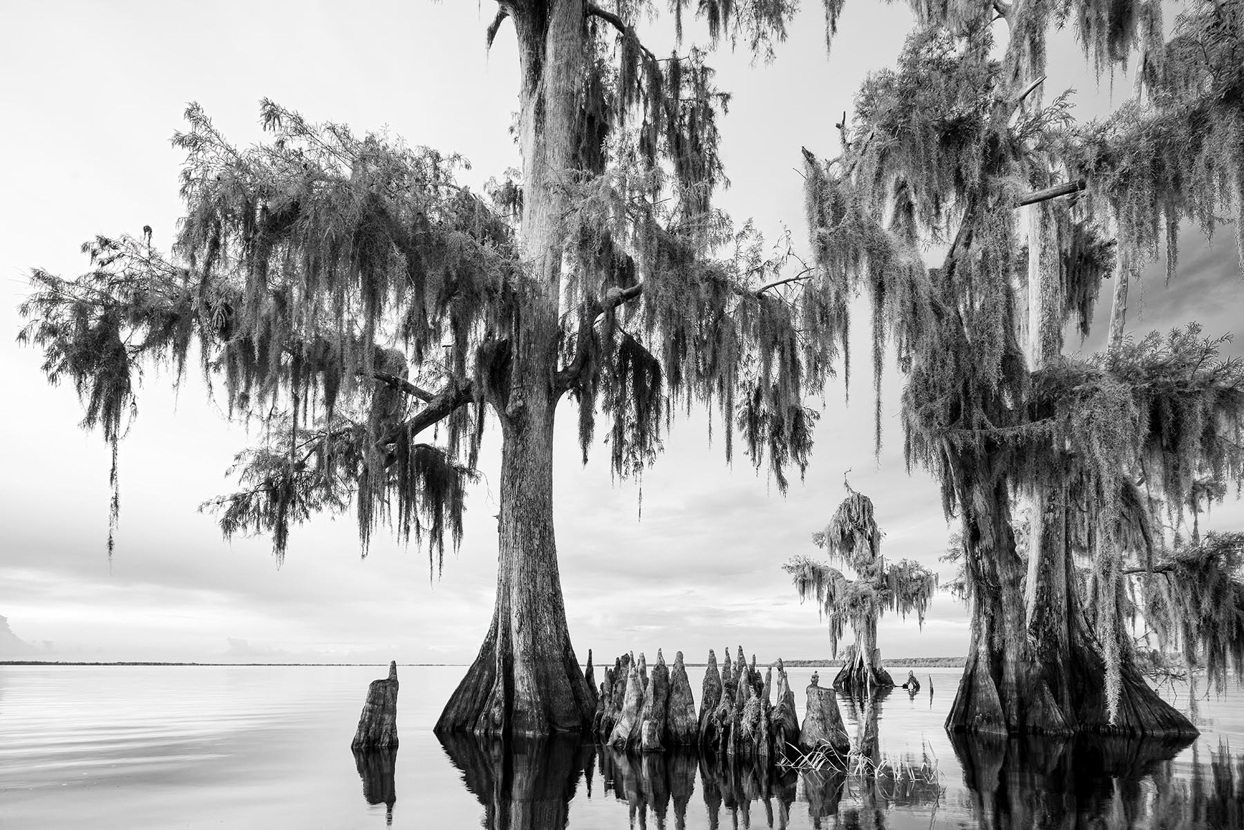 Blue-Cypress Lake Knees | John Brady Photography